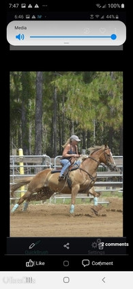 "Petey" Sorrel Gelding Quarter Horse in Florida