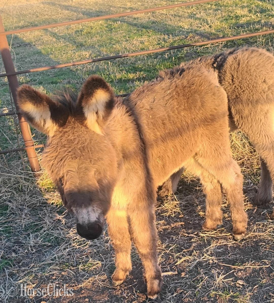 "poncho" Grey Colt Donkey in Oklahoma