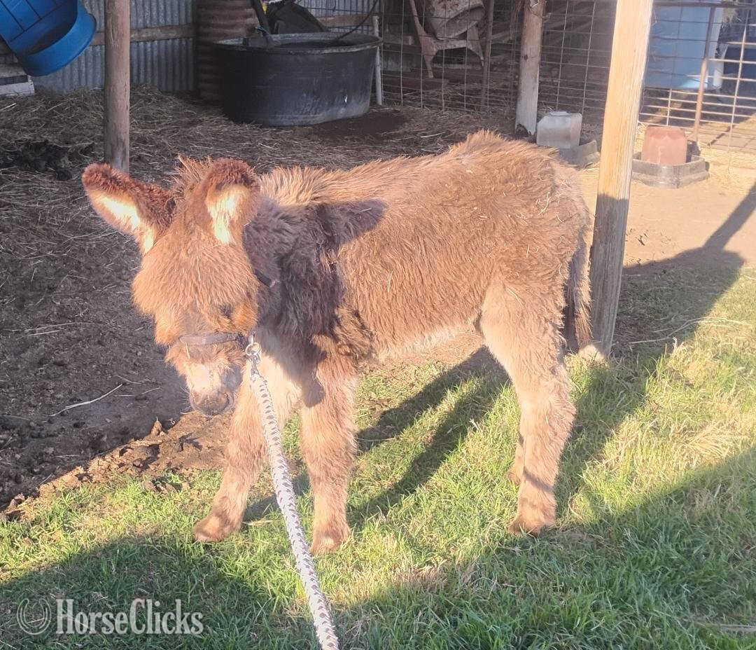 "poncho" Grey Colt Donkey