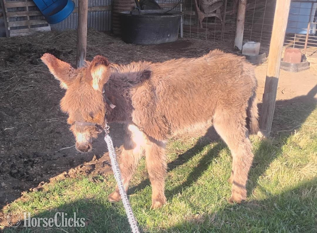 Oklahoma "poncho" Grey Colt Donkey