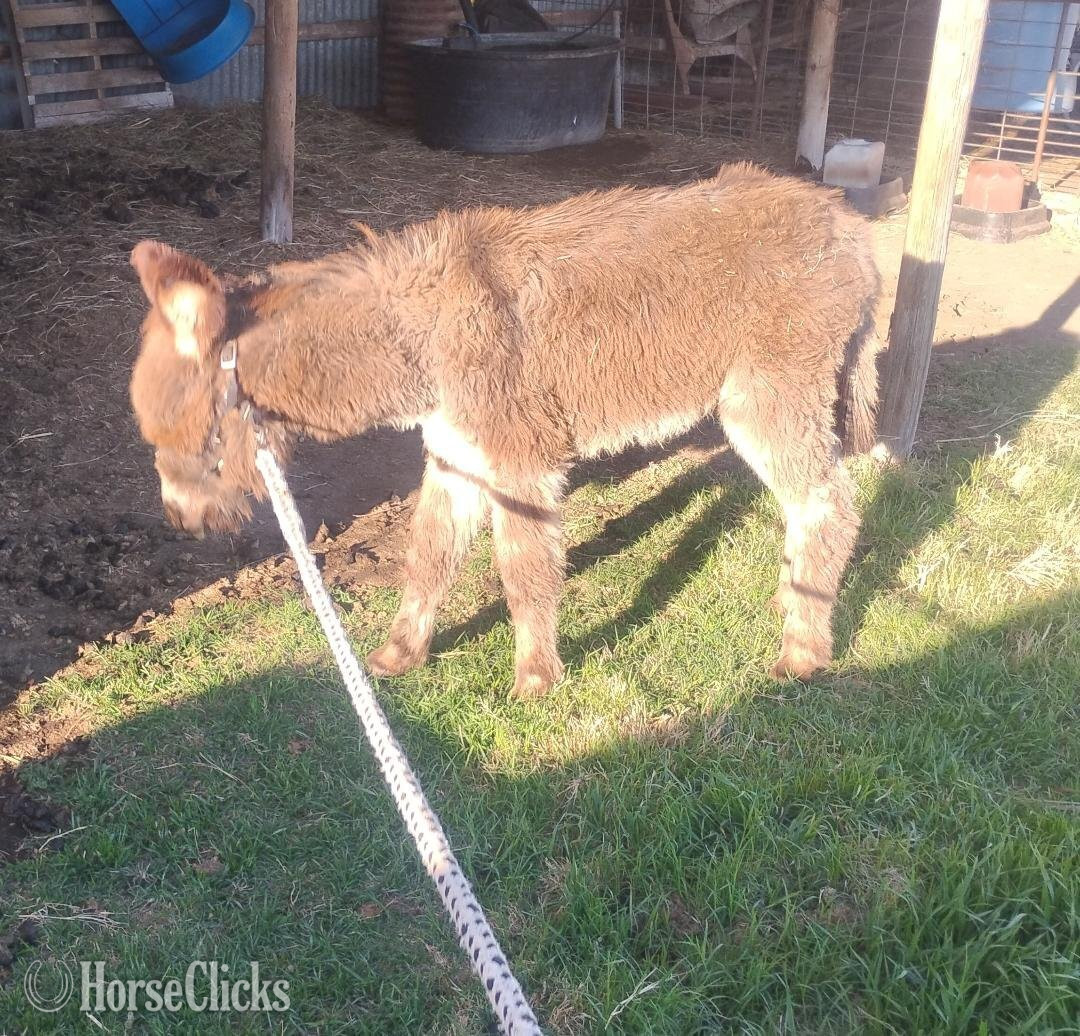 "poncho" Grey Colt Donkey - Donkey in Oklahoma