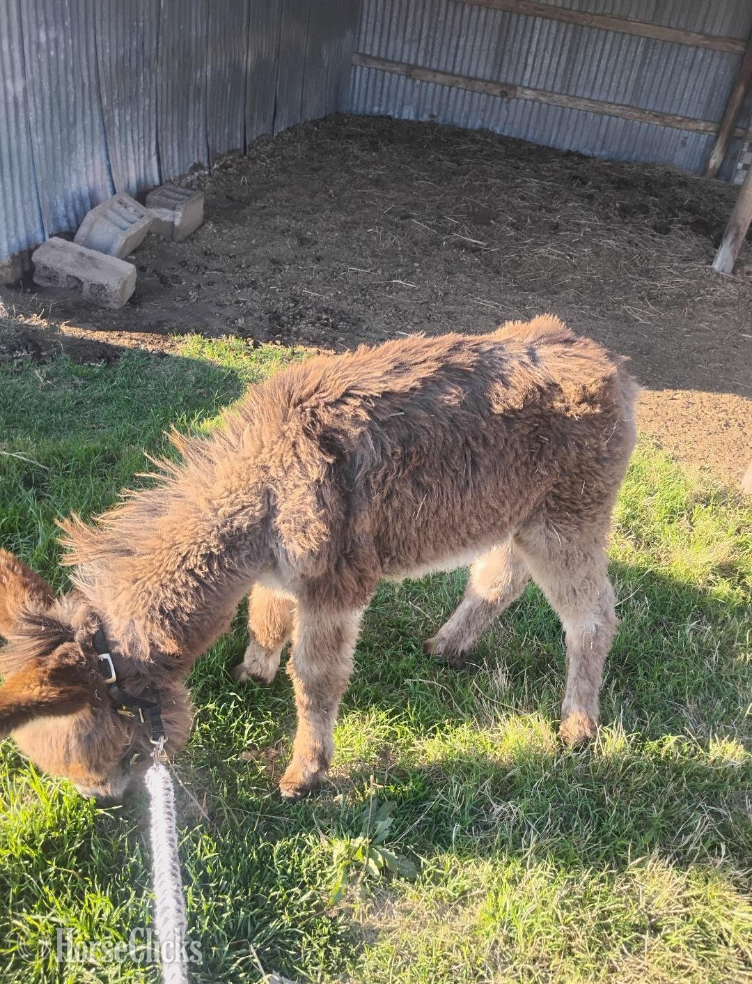 "poncho" Grey Colt Donkey - Donkey