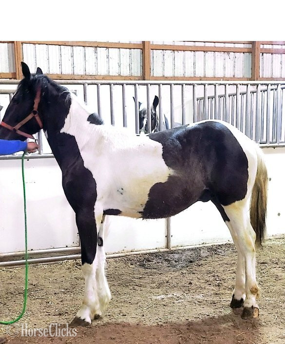 "DF's Spotted Joker"  Stallion Draft in Ohio