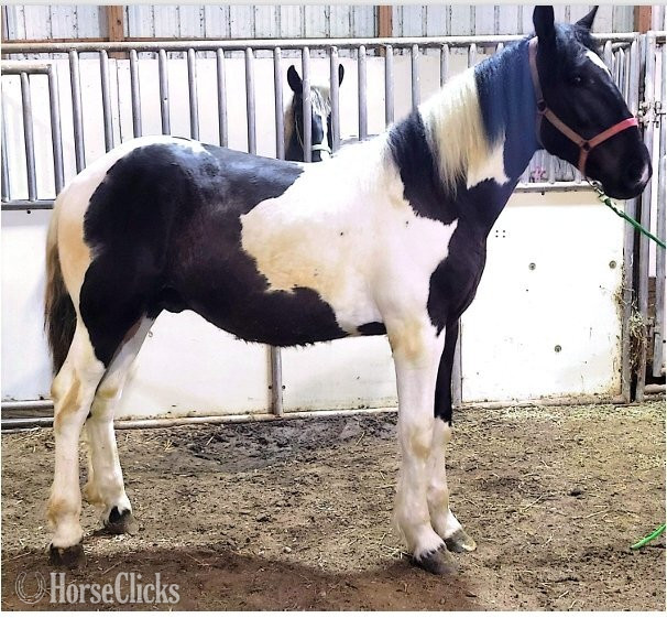 "DF's Spotted Joker"  Stallion Draft
