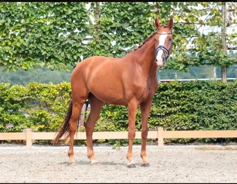 "Berry "  Mare Falabella