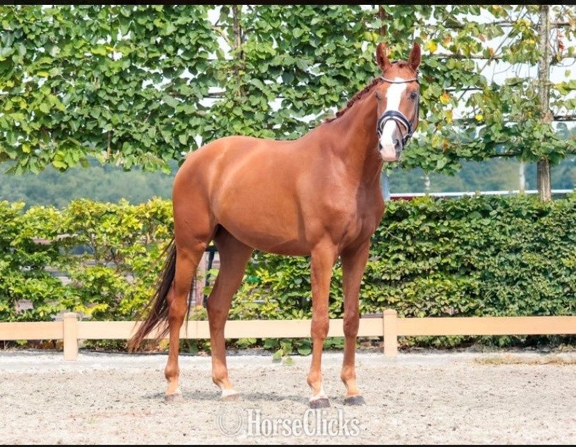 "Berry "  Mare Falabella in New York
