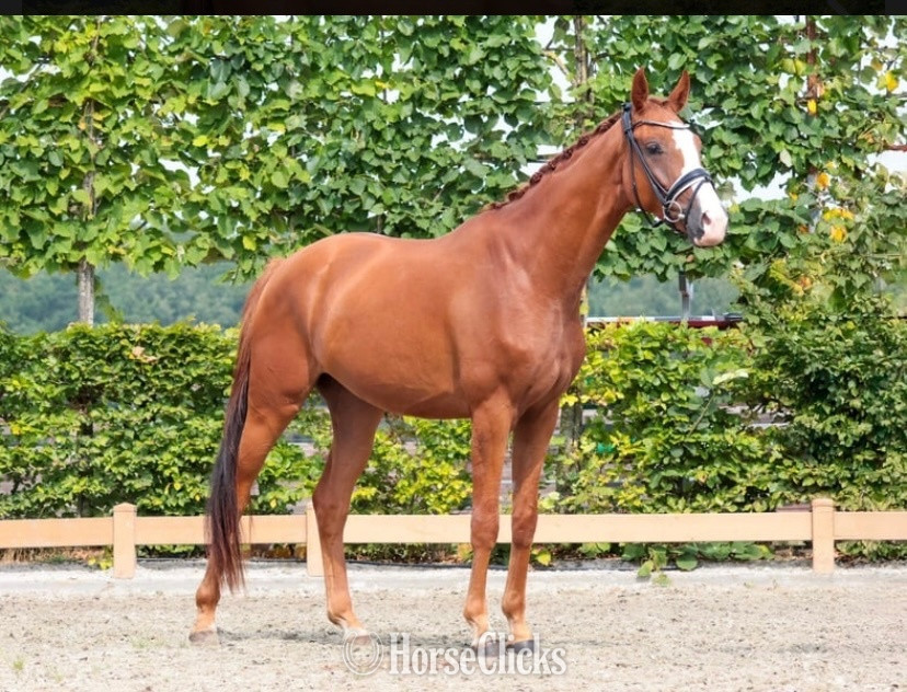 "Berry "  Mare Falabella