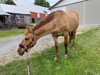 "Wyo Quincy Valentine “Belle”" Red Dun Mare Paint