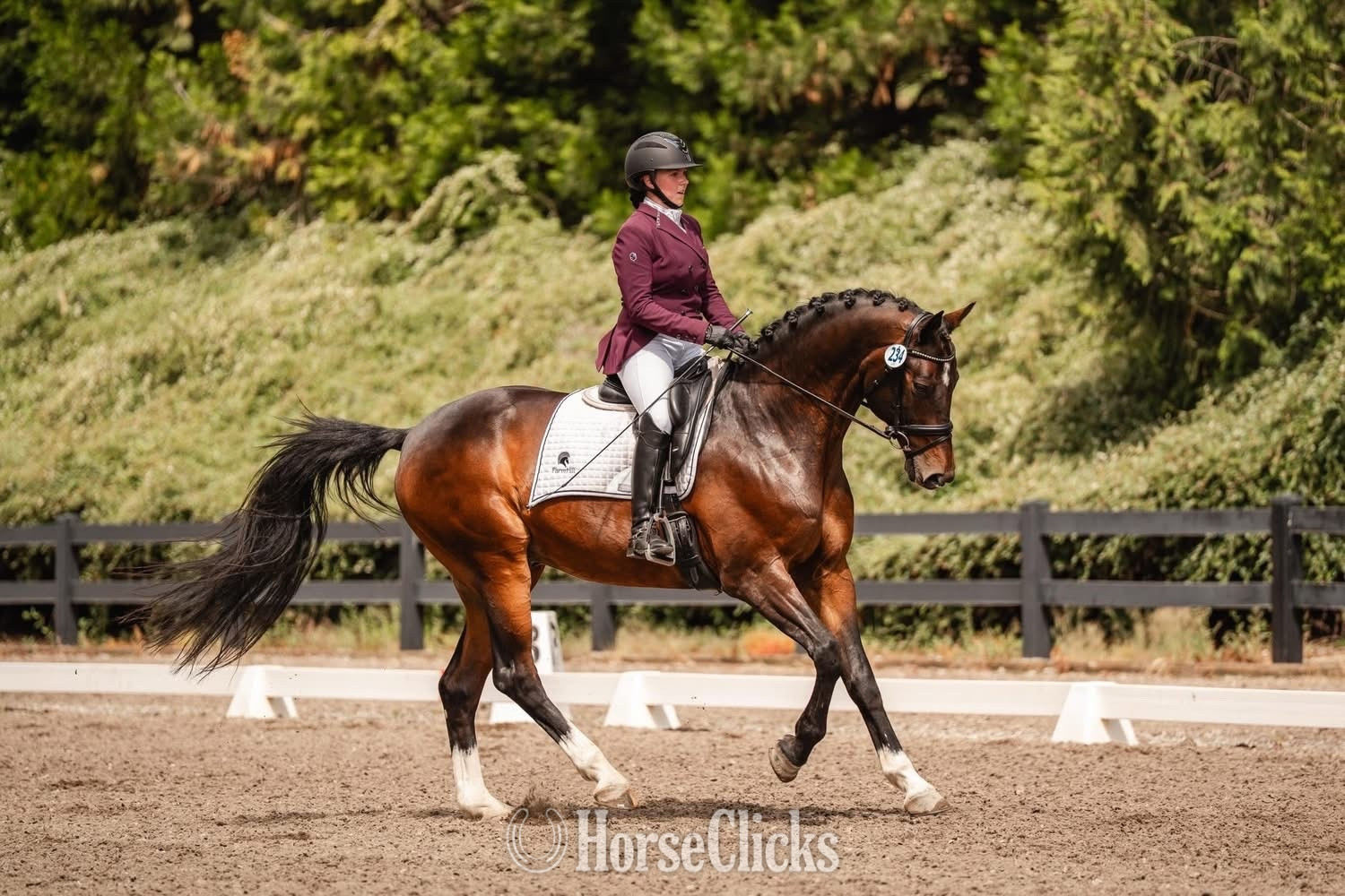 "Gunfire" Bay Gelding Hanoverian