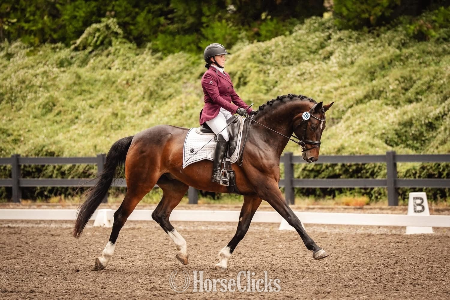 Washington "Gunfire" Bay Gelding Hanoverian