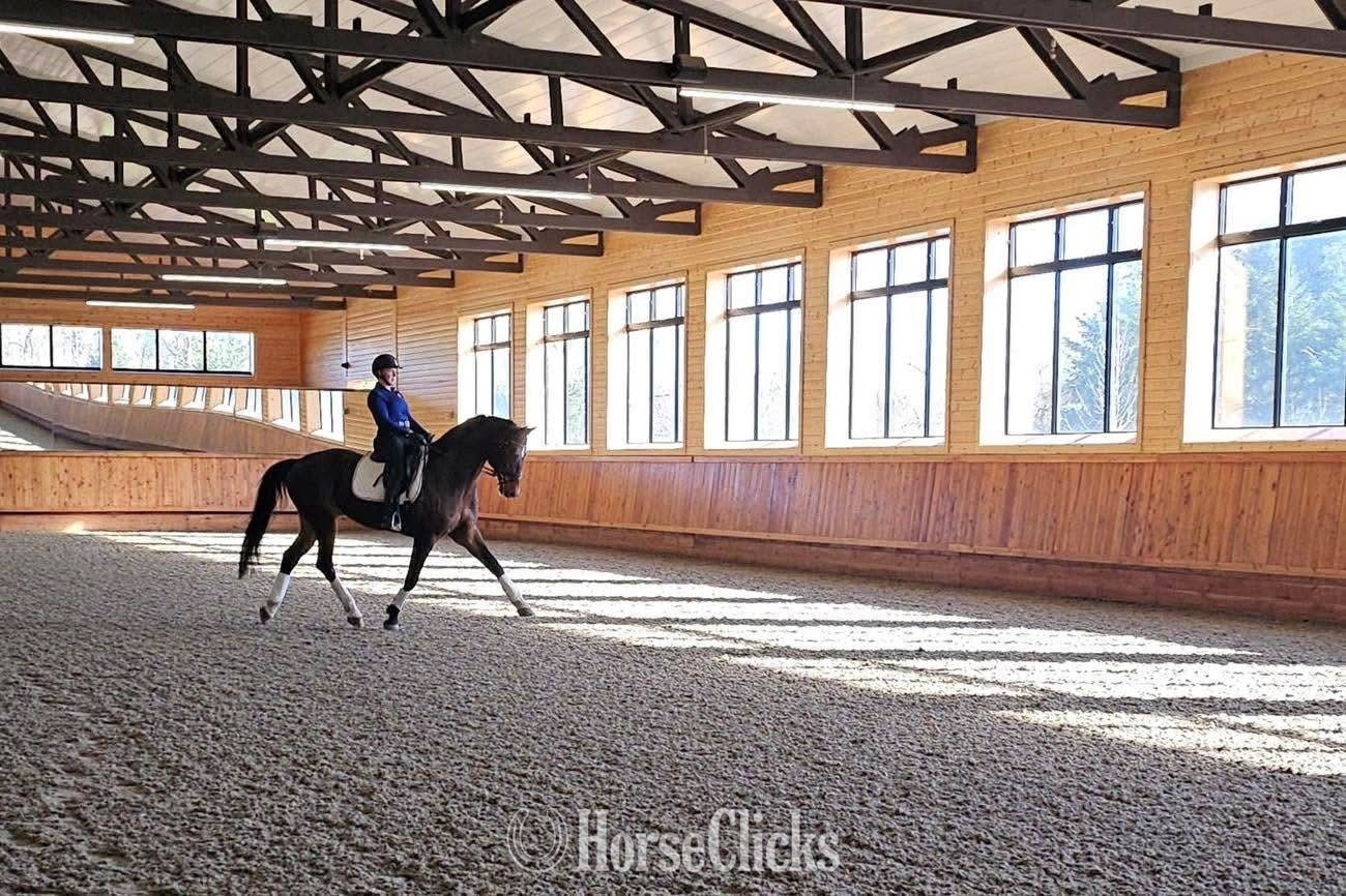 "Gunfire" Bay Gelding Hanoverian - Hanoverian in Washington