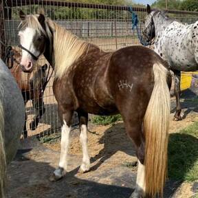 "Mandi" Chocolate Mare Pony