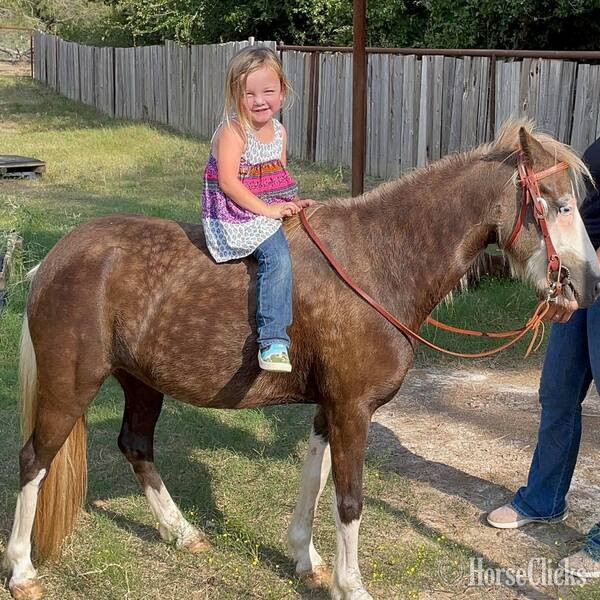"Mandi" Chocolate Mare Pony