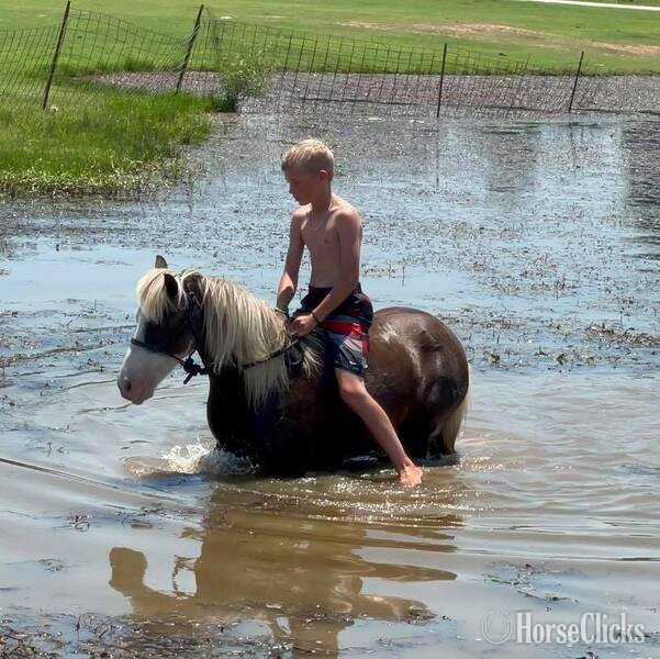 "Mandi" Chocolate Mare Pony - Pony