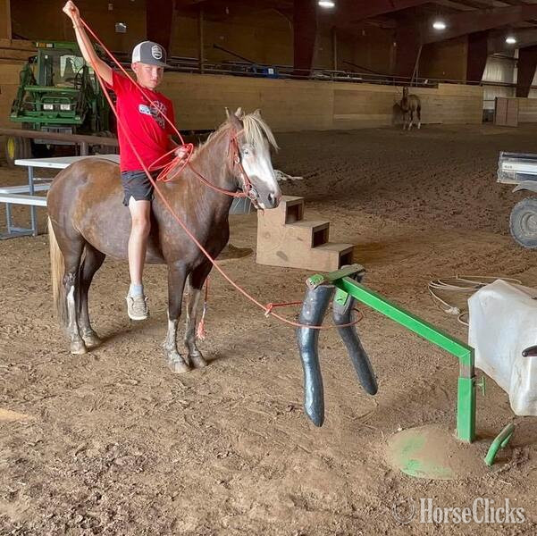 Pony - "Mandi" Chocolate Mare Pony