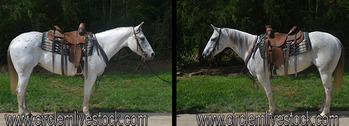 "SHINING TEXAS" Grey Mare Quarter Horse