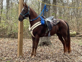 "Maddy" Brown Mare Tennessee Walker