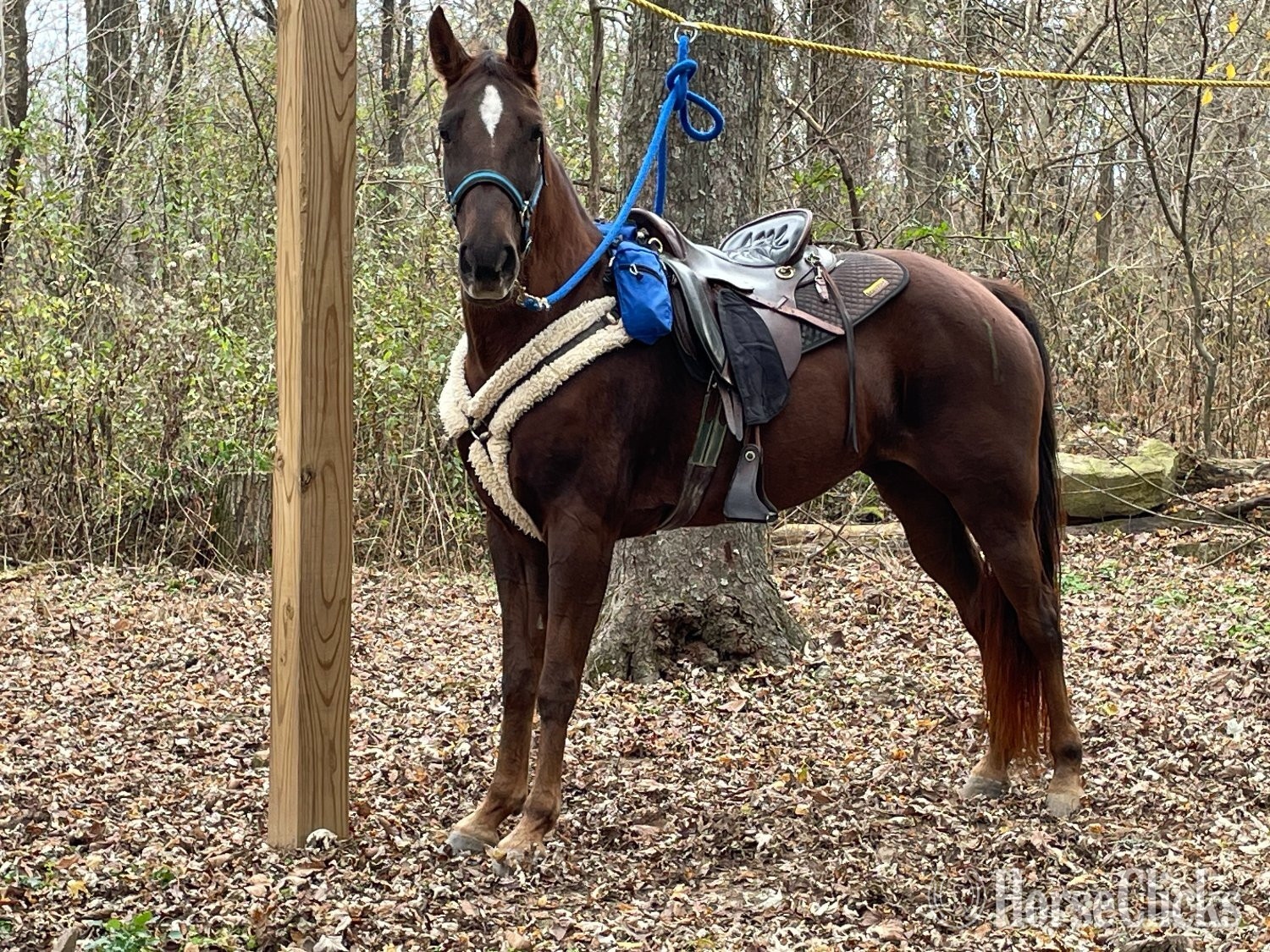 Illinois "Maddy" Brown Mare Tennessee Walker