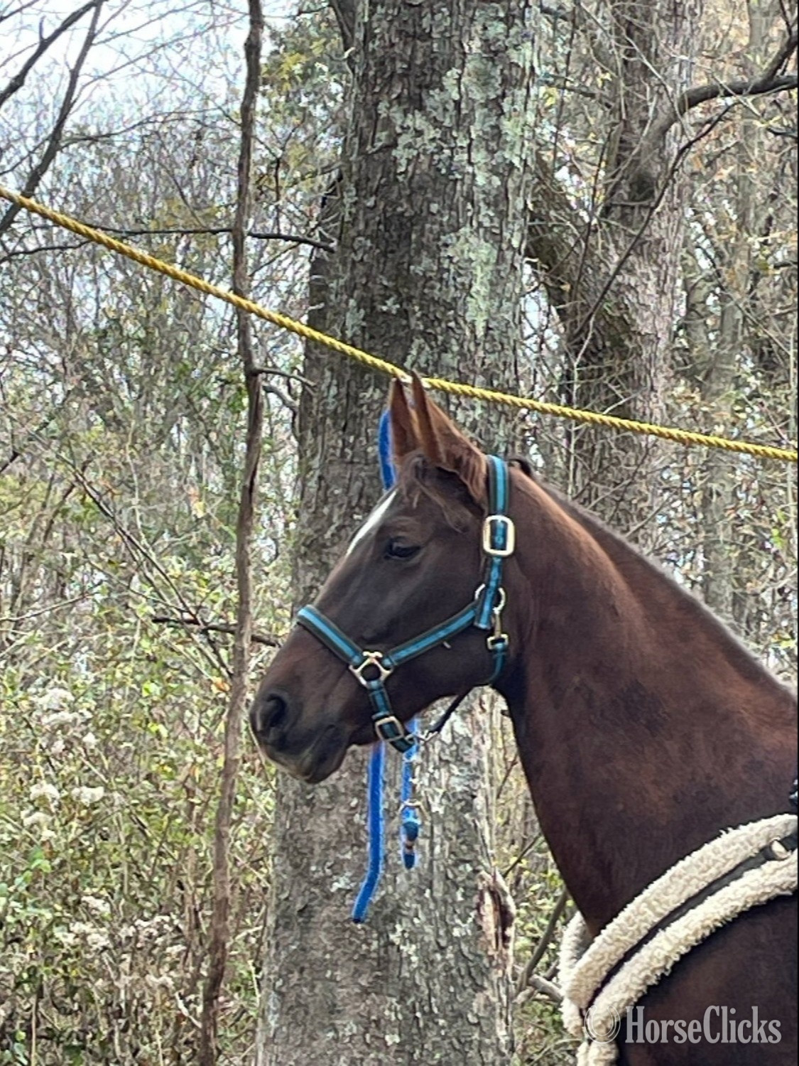 "Maddy" Brown Mare Tennessee Walker - Tennessee Walker in Illinois