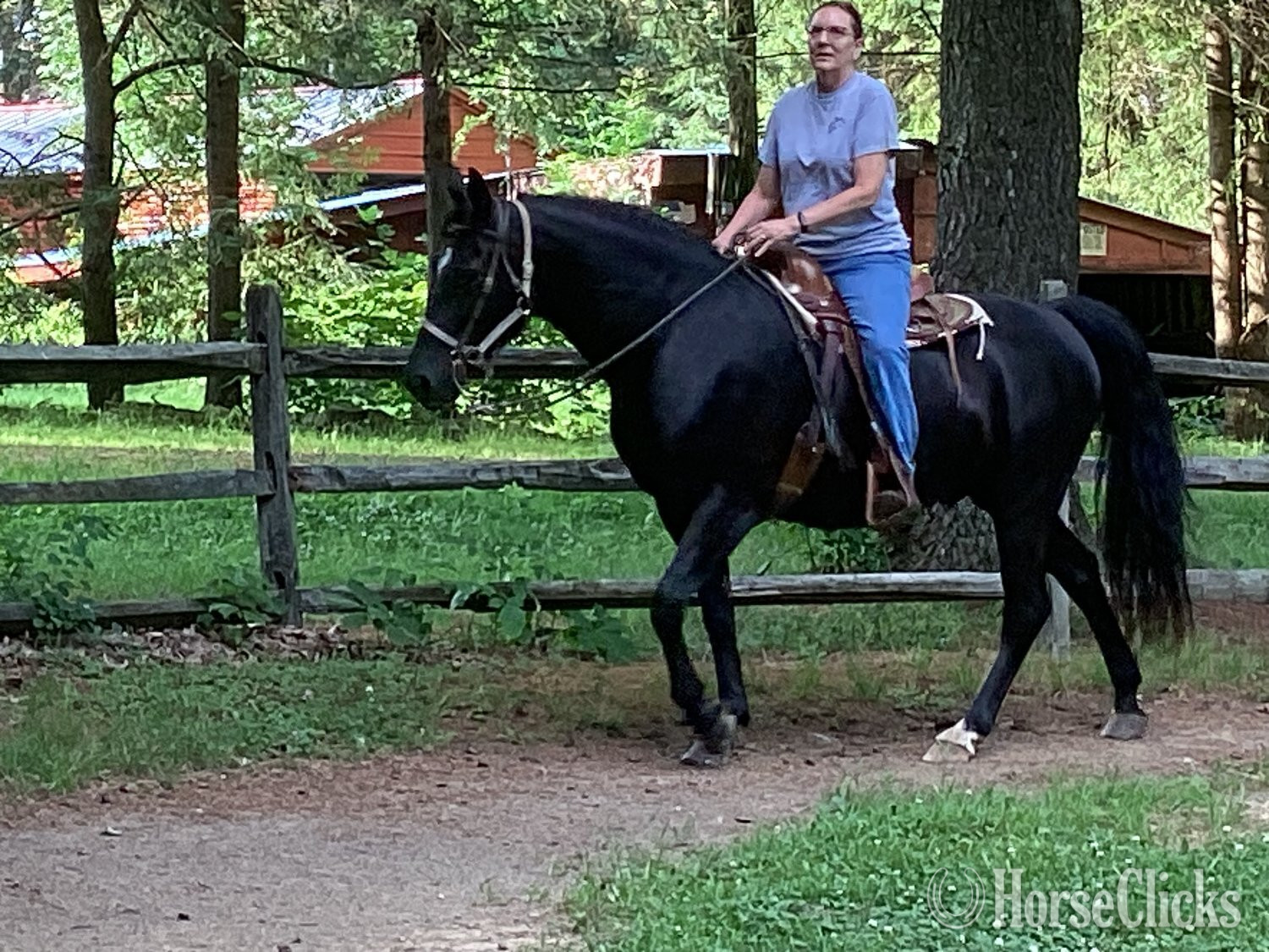 "Joe's Cap" Black Gelding Morgan in Pennsylvania