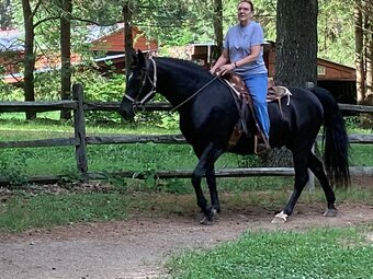 "Joe's Cap" Black Gelding Morgan