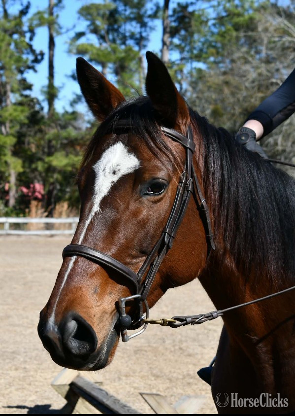"Savannah's Sugar " Bay Mare Thoroughbred in Georgia
