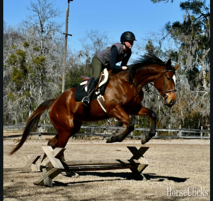 "Savannah's Sugar " Bay Mare Thoroughbred