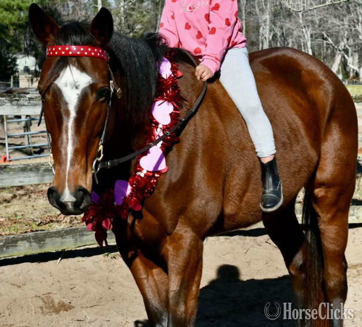 "Savannah's Sugar " Bay Mare Thoroughbred - Thoroughbred in Georgia