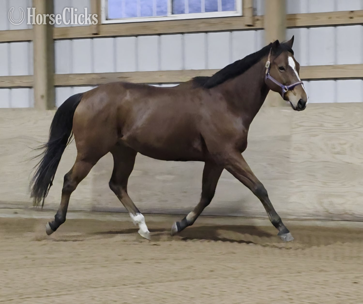 "Denali" Bay Gelding Appendix in New York