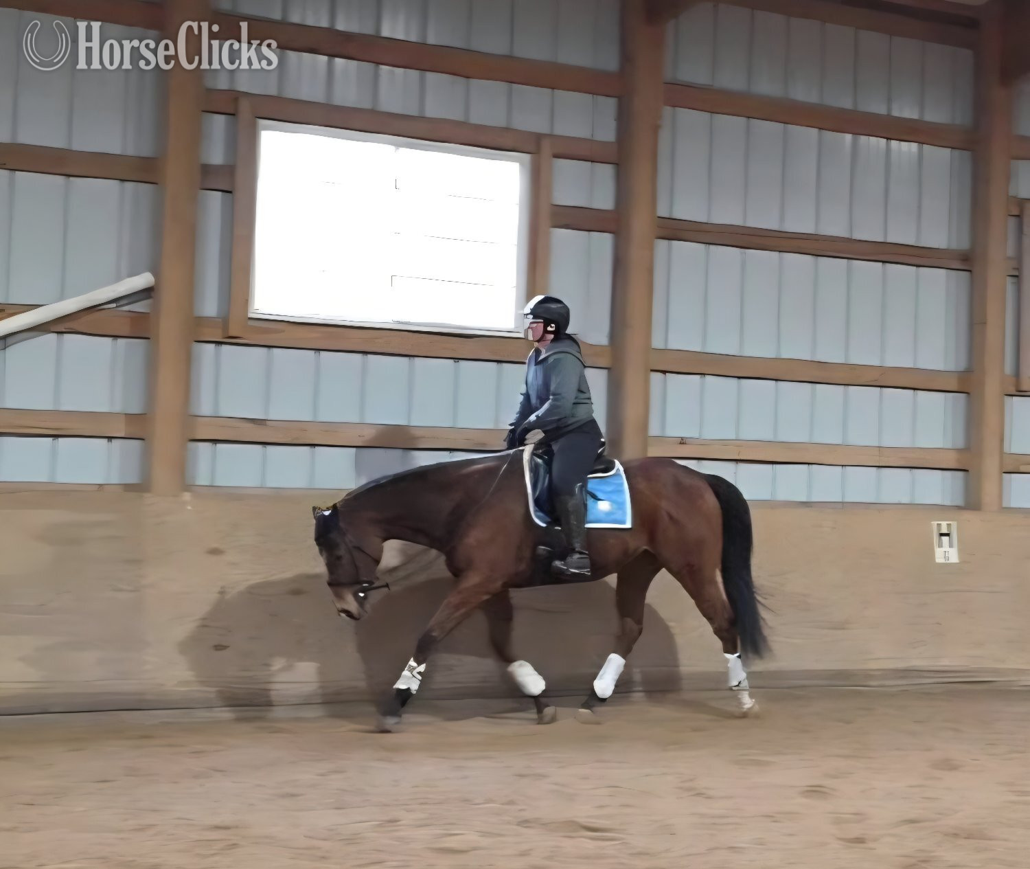"Denali" Bay Gelding Appendix