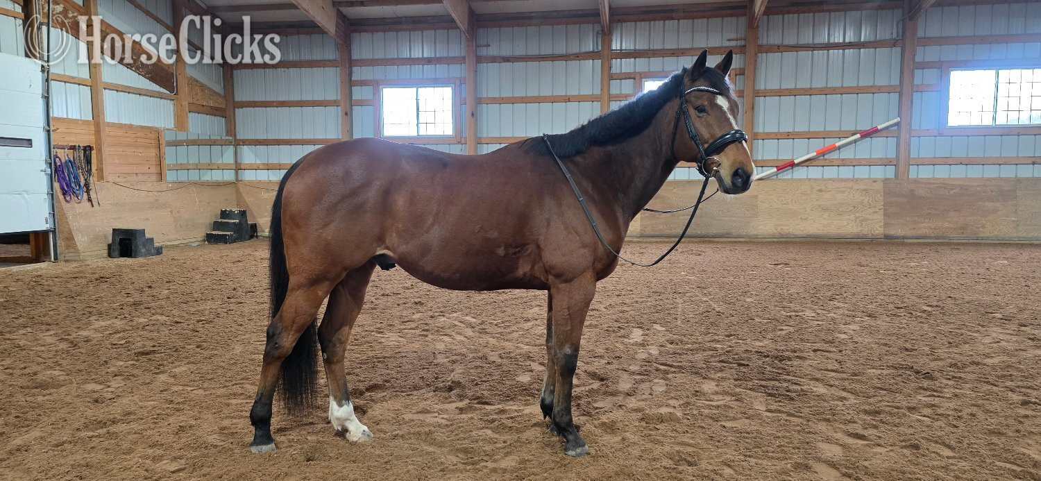 New York "Denali" Bay Gelding Appendix