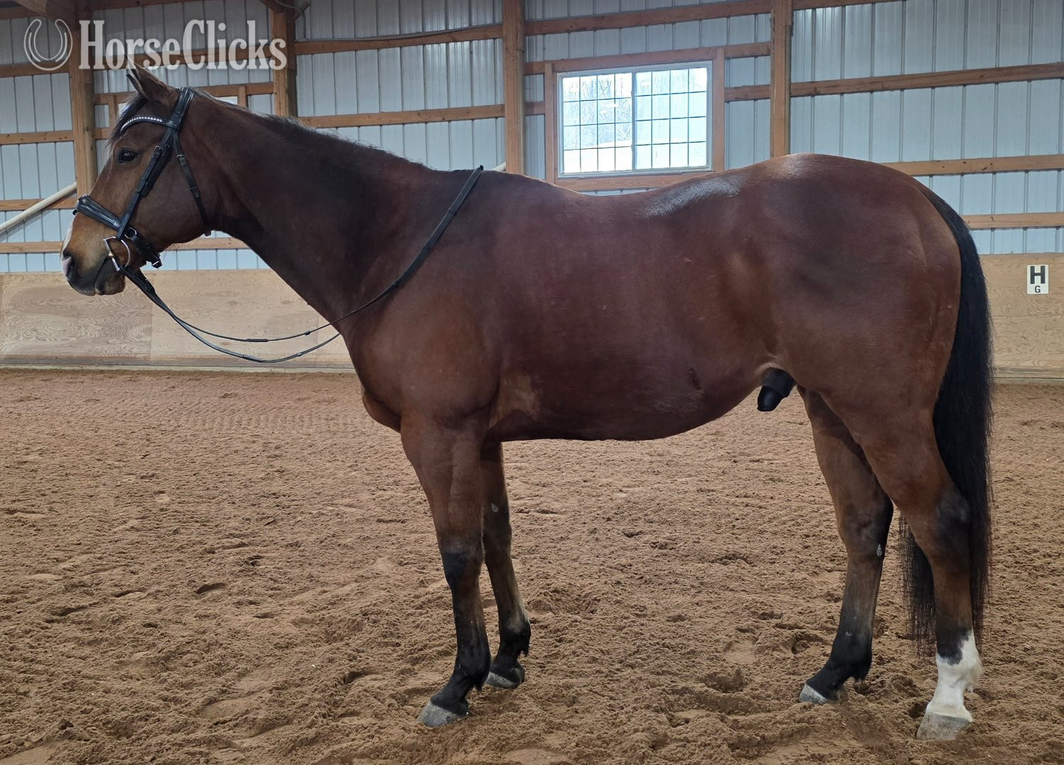 "Denali" Bay Gelding Appendix - Appendix in New York