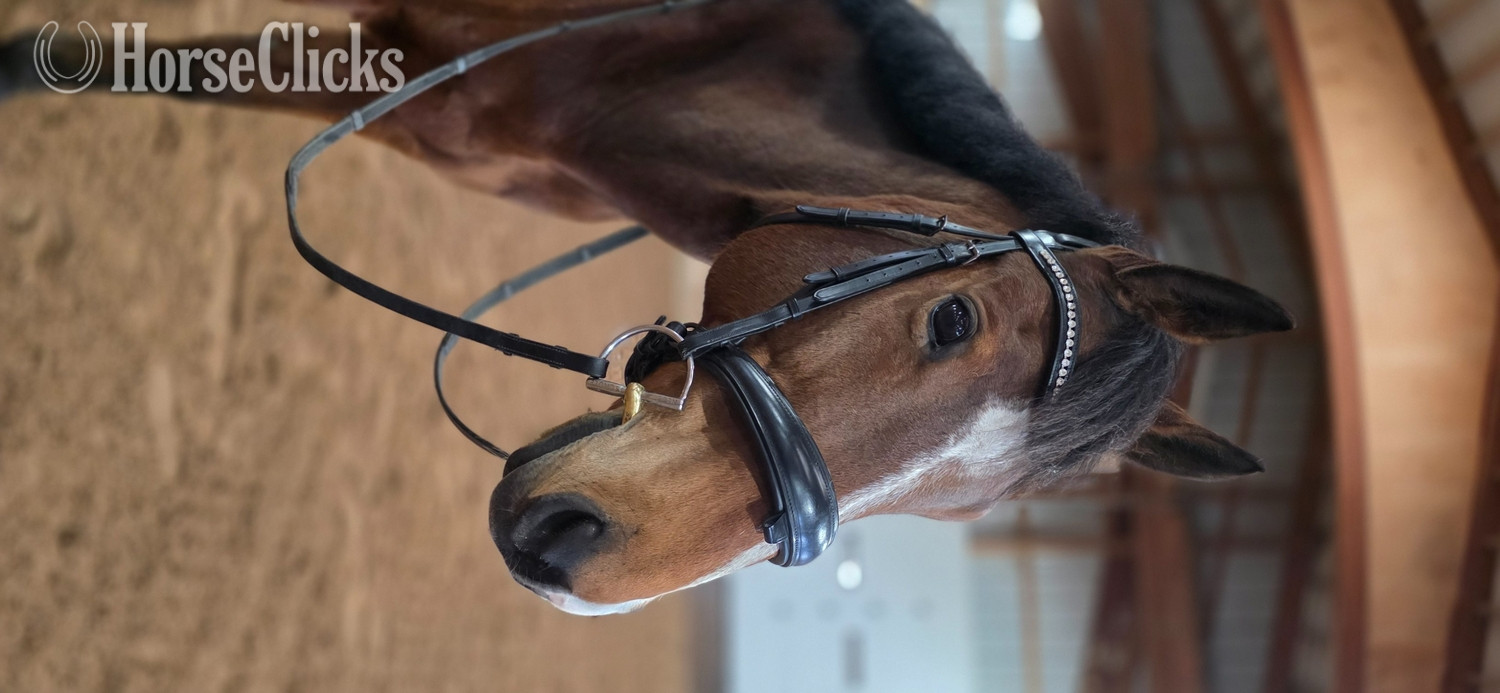 "Denali" Bay Gelding Appendix - Appendix
