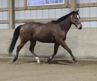 "Denali" Bay Gelding Appendix