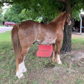 "Sprocket" Red Roan Gelding Pony