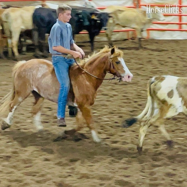 "Sprocket" Red Roan Gelding Pony