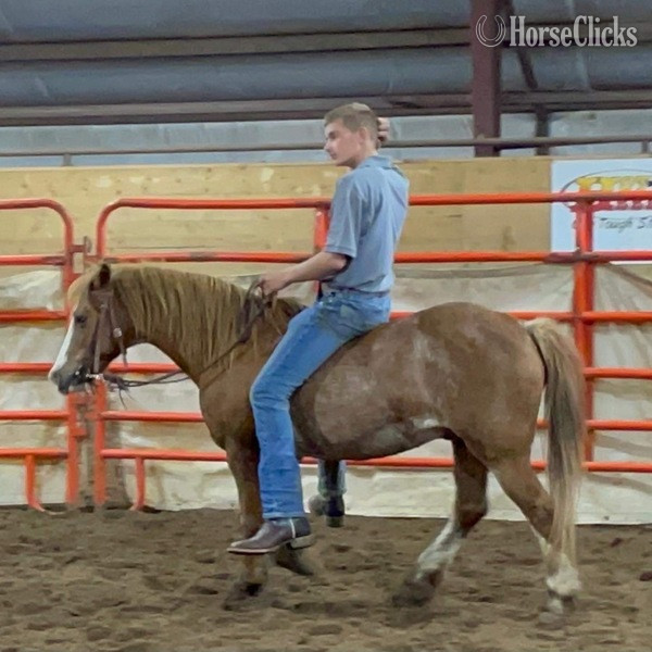 Texas "Sprocket" Red Roan Gelding Pony