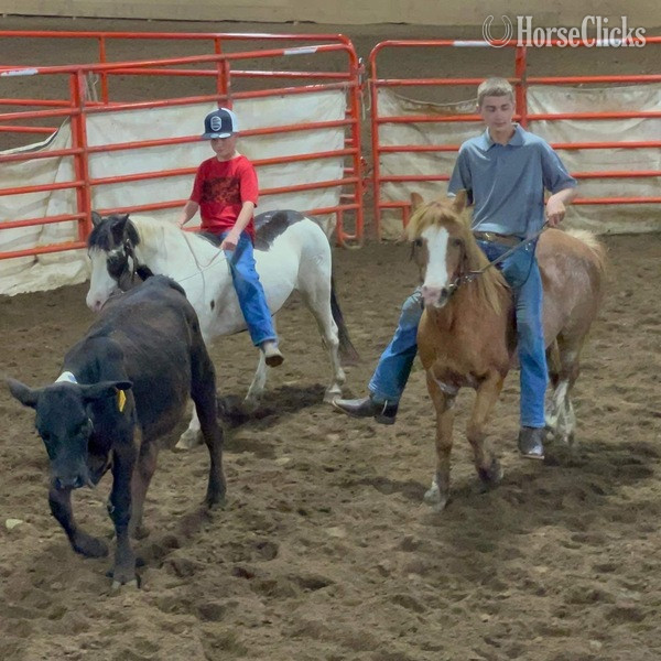 "Sprocket" Red Roan Gelding Pony - Pony in Texas