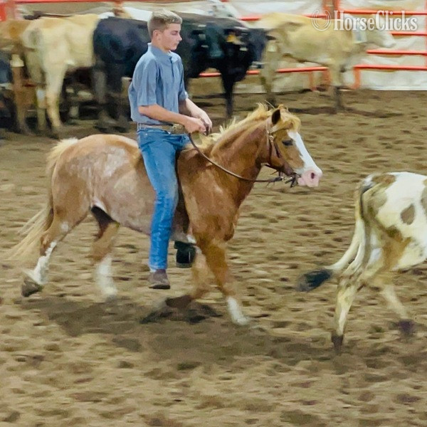 "Sprocket" Red Roan Gelding Pony - Pony