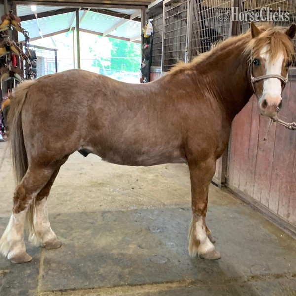 "Sprocket" Red Roan Gelding Pony Texas