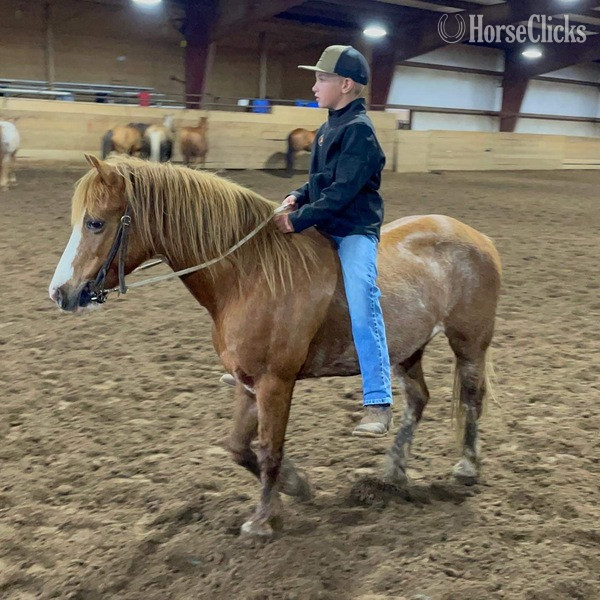 Pony - "Sprocket" Red Roan Gelding Pony in Texas