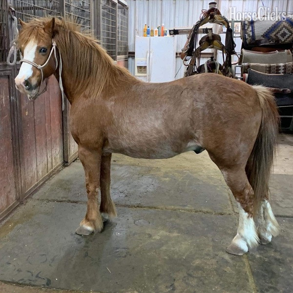 Pony - "Sprocket" Red Roan Gelding Pony