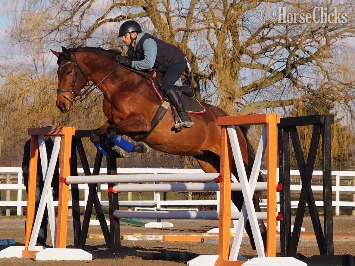 "EWSZ Ovita " Bay Mare Warmblood in Ontario
