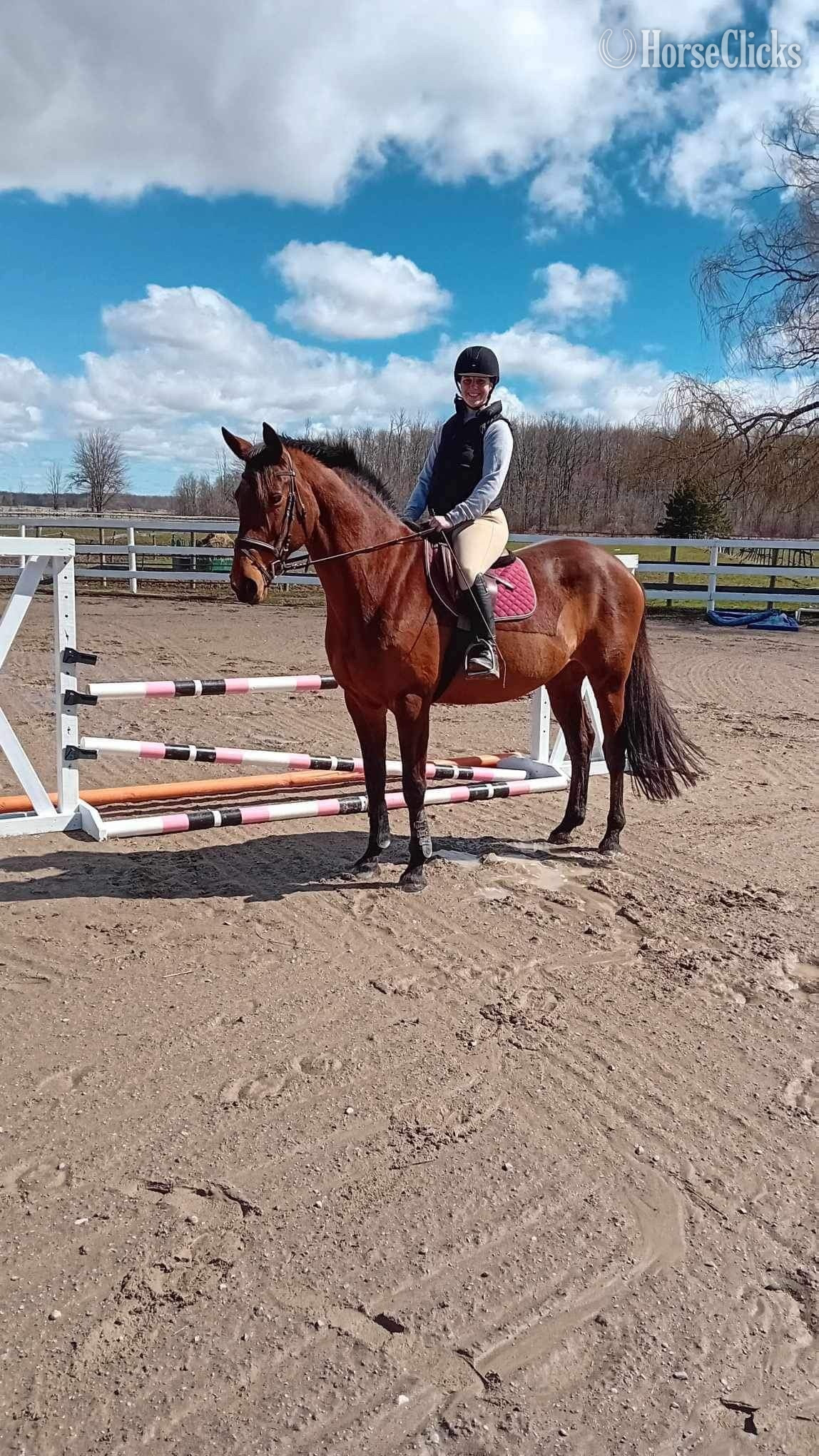 "EWSZ Ovita " Bay Mare Warmblood
