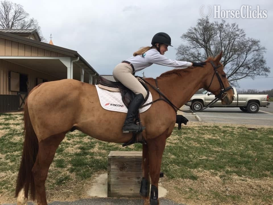 "" Chestnut Gelding Thoroughbred in North Carolina