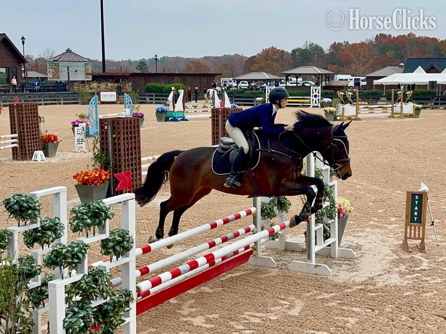 North Carolina "" Chestnut Gelding Thoroughbred