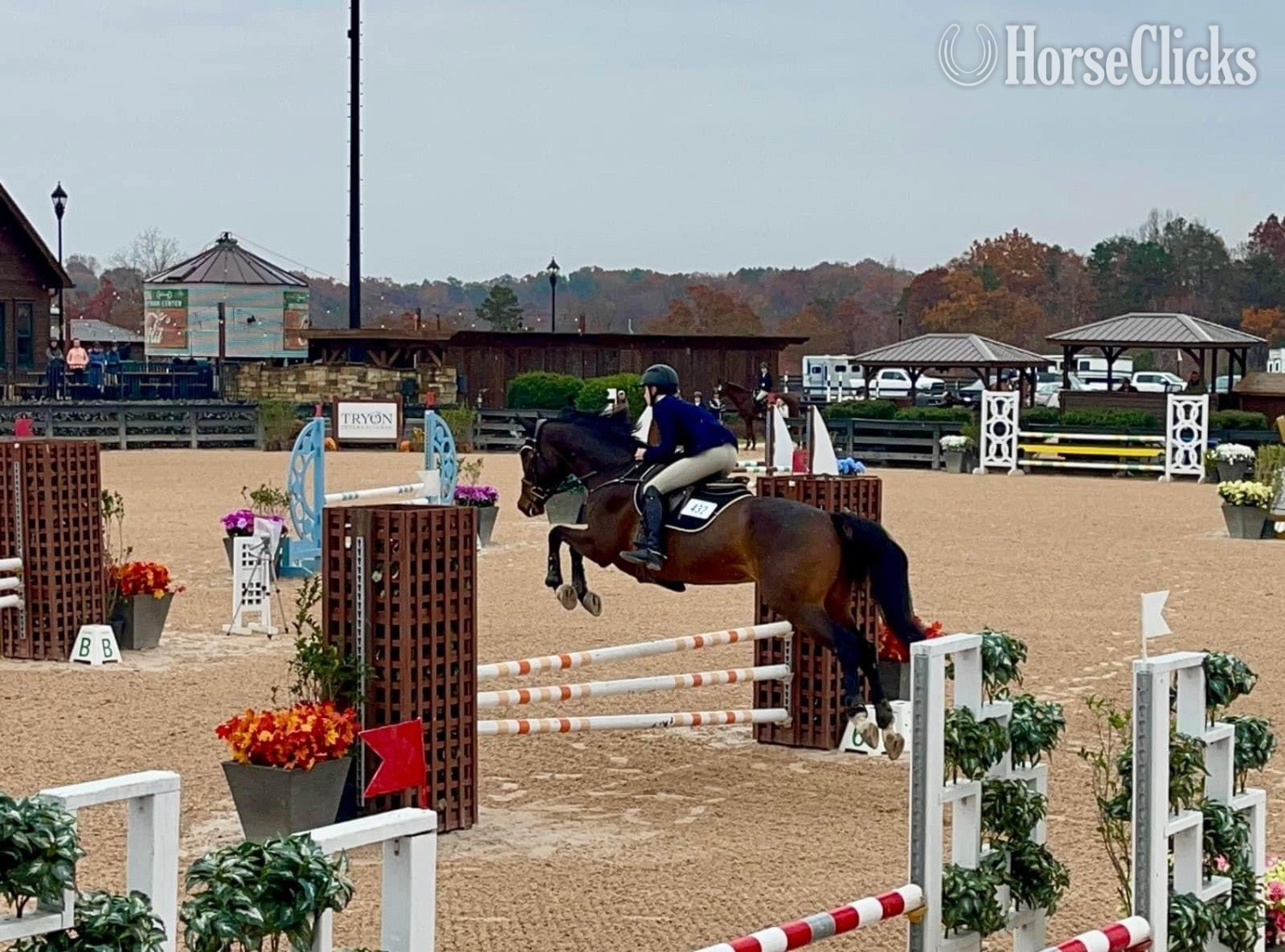 "" Chestnut Gelding Thoroughbred - Thoroughbred in North Carolina