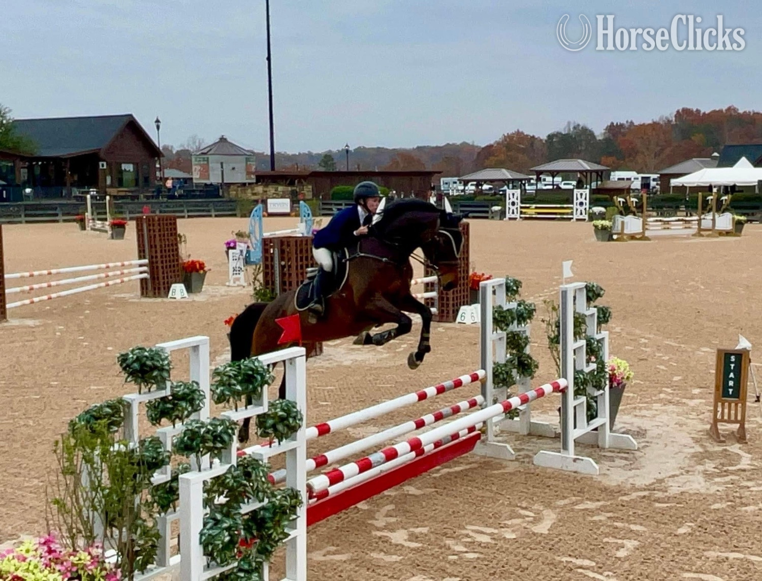 "" Chestnut Gelding Thoroughbred - Thoroughbred