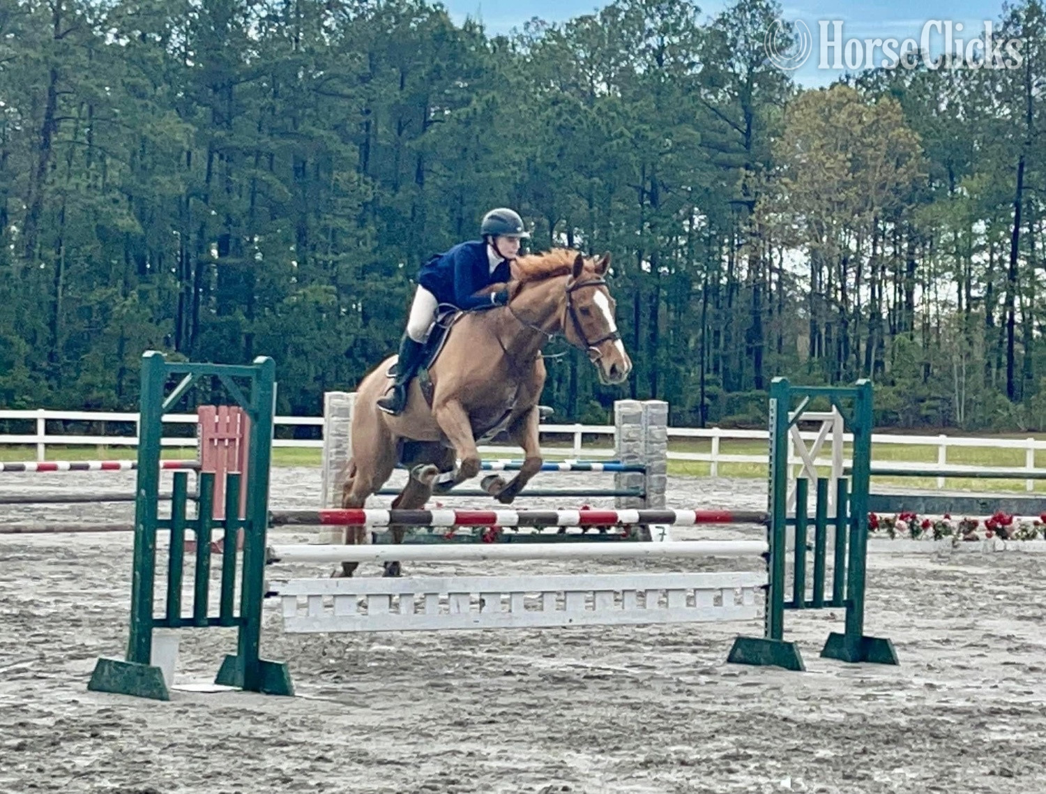 "" Chestnut Gelding Thoroughbred North Carolina