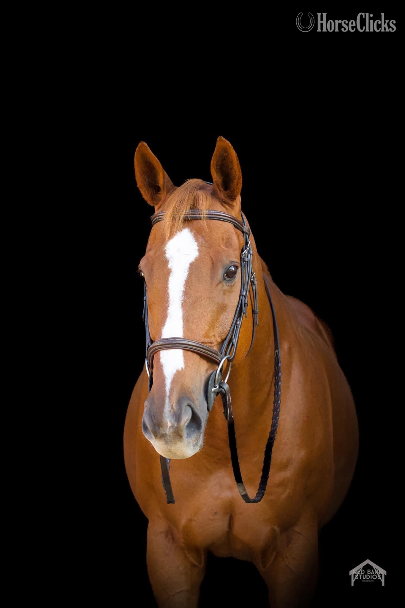Thoroughbred - "" Chestnut Gelding Thoroughbred in North Carolina